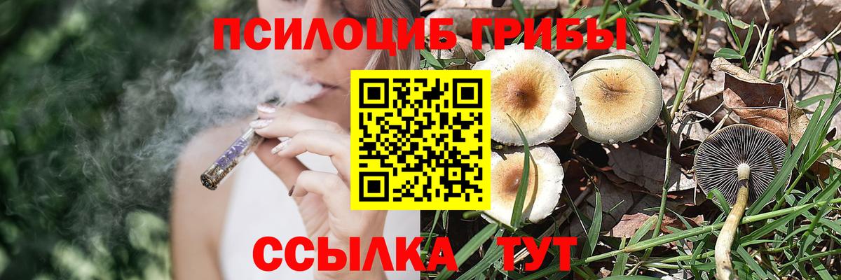 Псилоцибиновые грибы Psilocybe  Вход с VPN  Псков 